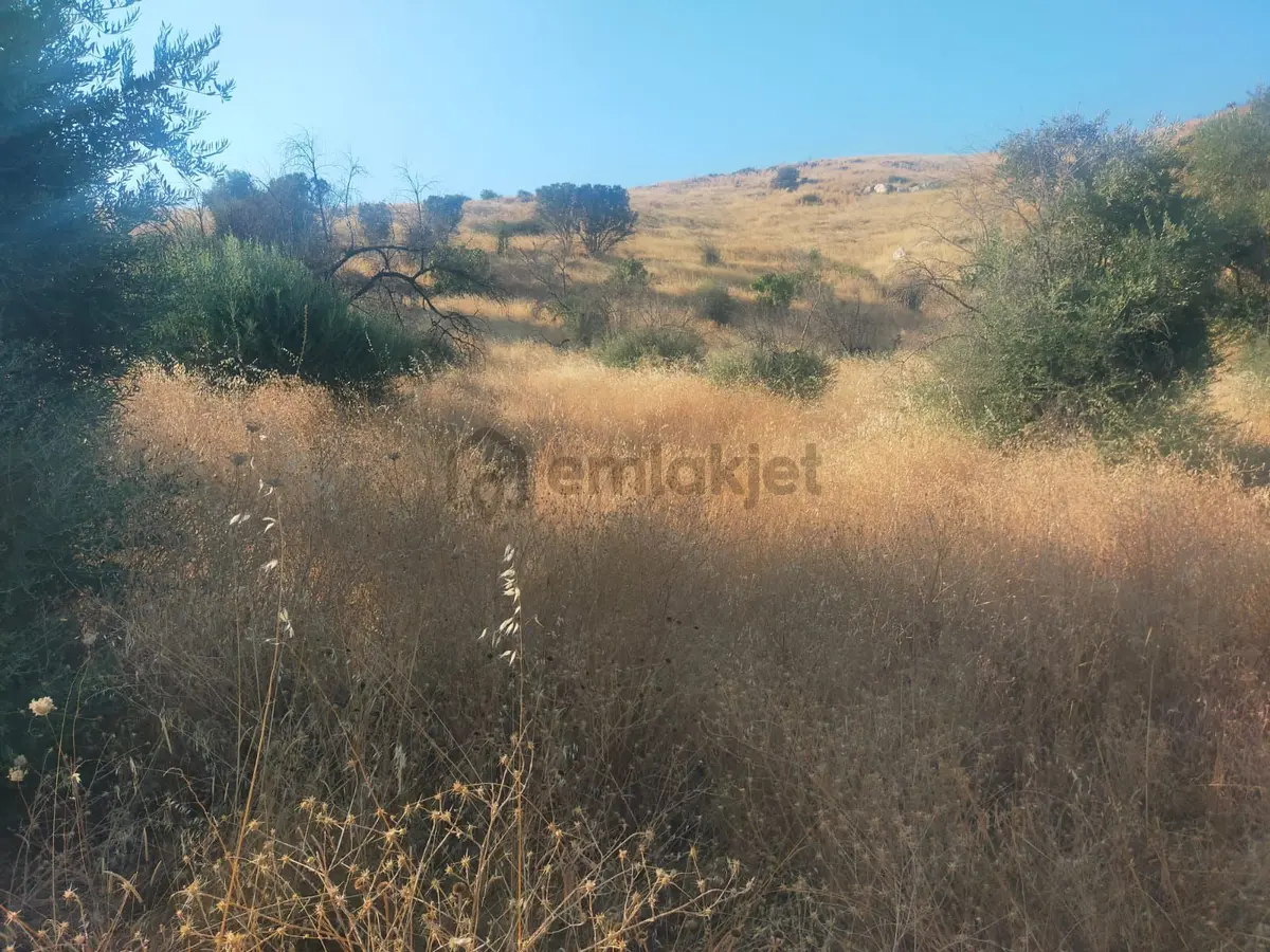 Köy İçi Düzde Zeytinlik - 11
