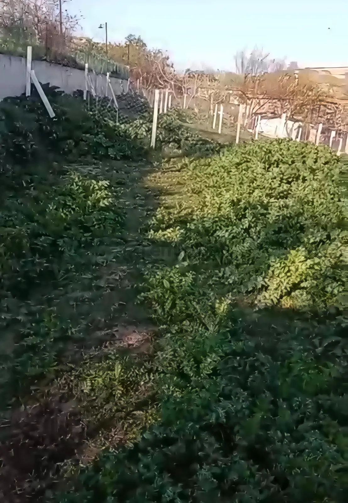 Marmaraereğlisi Çeşmelide Doğayla İç İçe 413 M² Hisse! - 3