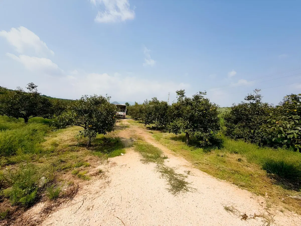 Fa'dan Akdamda Satılık 8250m2 Hurma Bahçesi - 3