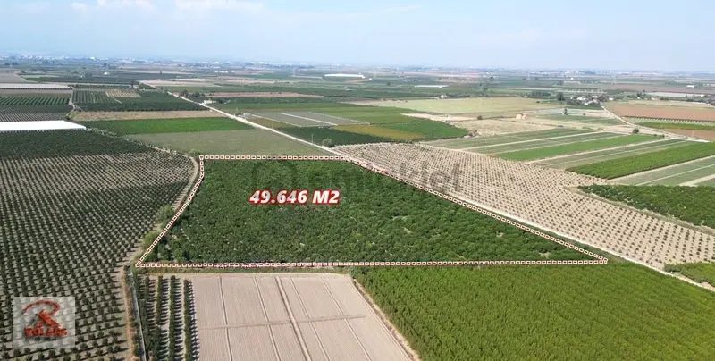 Yetişkin 49.646 M2 Narenciye Bahçesi - 6
