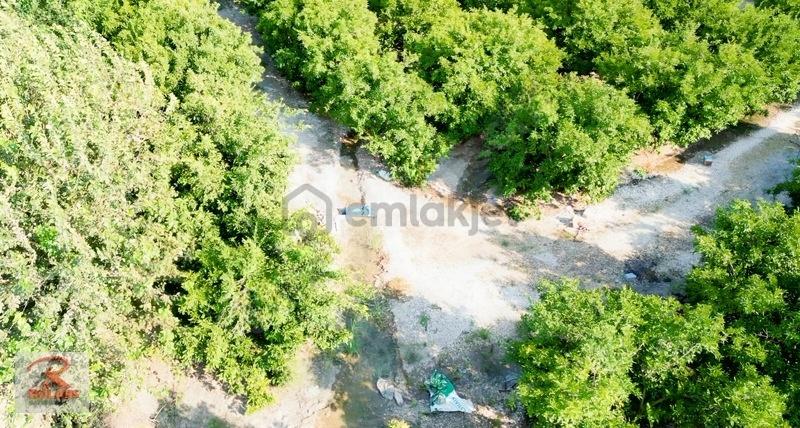 Yetişkin 49.646 M2 Narenciye Bahçesi - 11