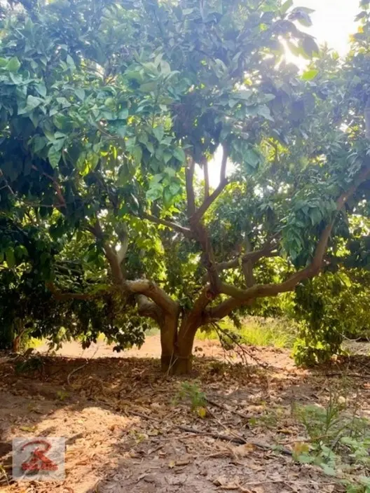 Yetişkin 49.646 M2 Narenciye Bahçesi - 13