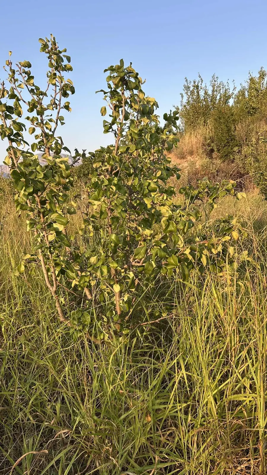 Yapıntıda Kupon Bahçe - 17