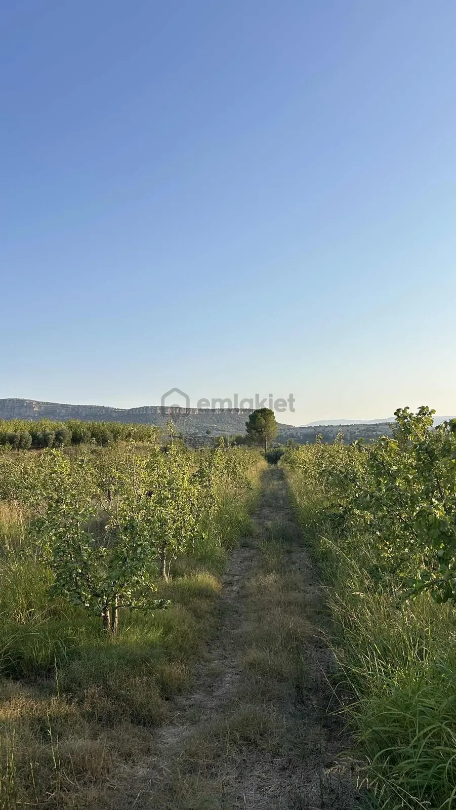 Yapıntıda Kupon Bahçe - 15