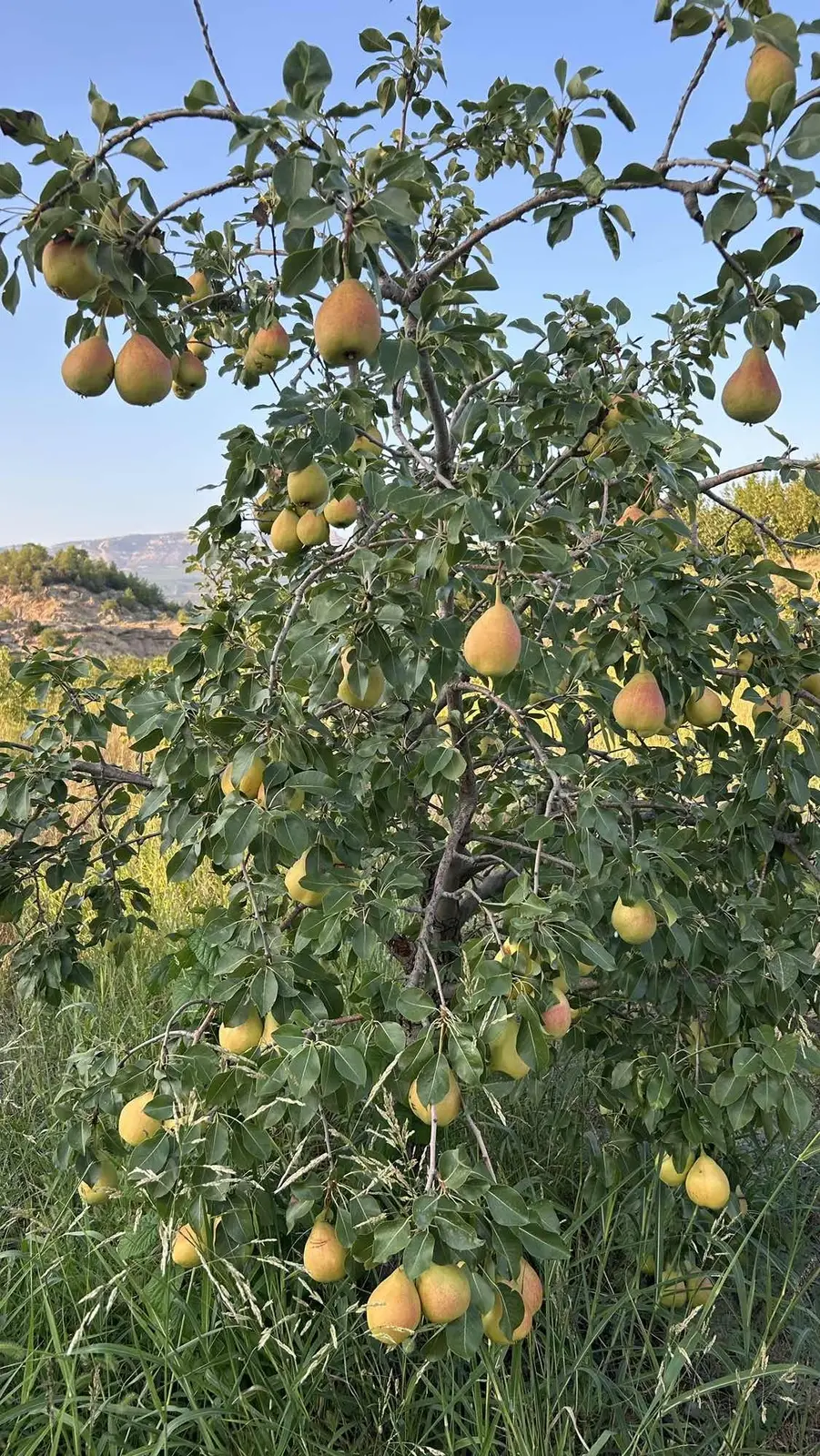 Yapıntıda Kupon Bahçe - 3