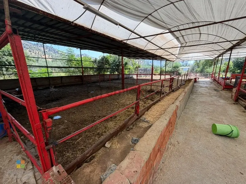 Aydın Nazilli İsabeyli Mahallesinde Satılık Ruhsatlı Çiftlik - 17