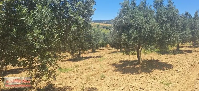 Bilginoğlu Emlaktan Zeytin Bahçesi - 11