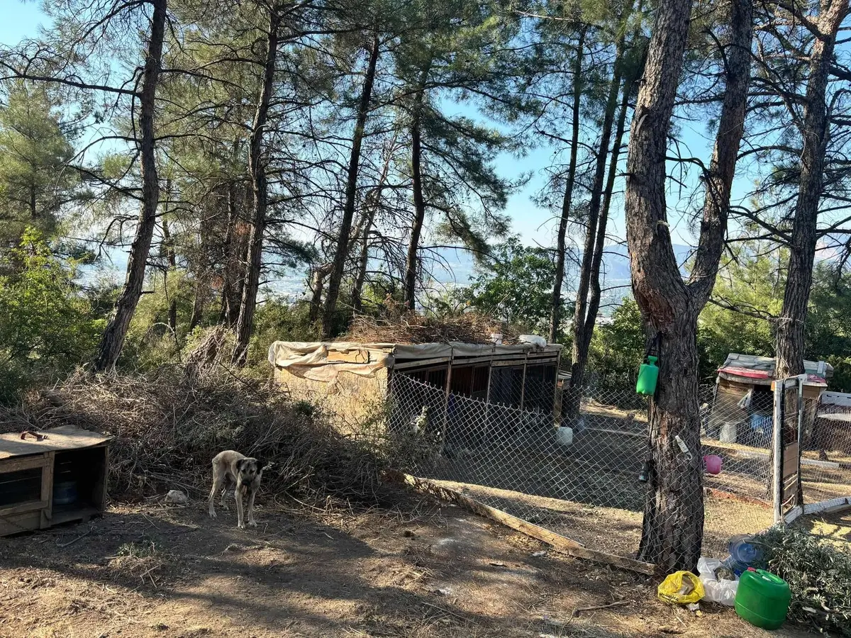 Kestel Derekızık 910m2 Tek Tapu Acil Satılık - 24