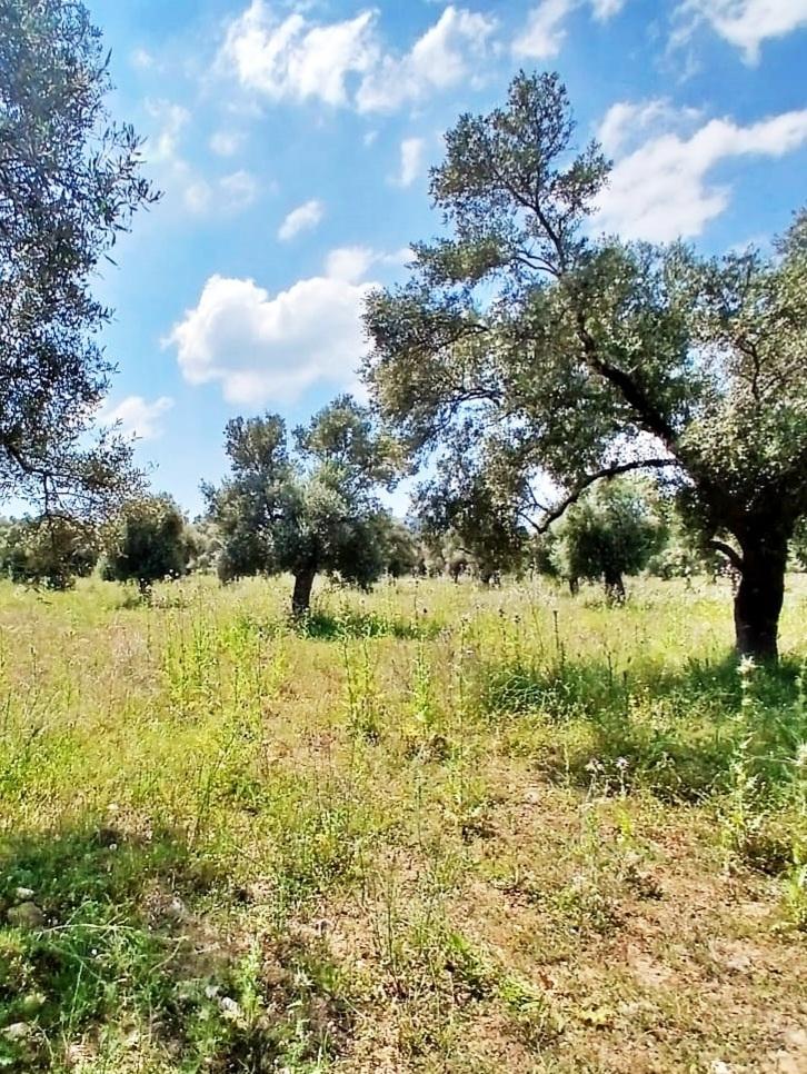 Bugün Zeytinlik/ Yarın Arsa - 3