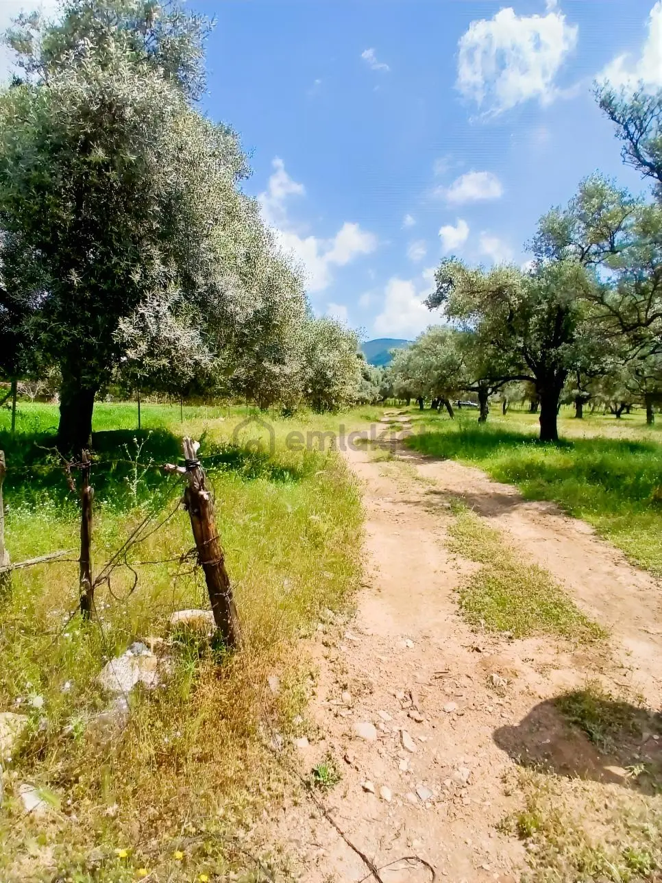 Bugün Zeytinlik/ Yarın Arsa - 7