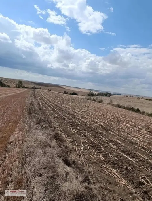 Tekirdağ Muratlı Müsellim Mh'de İmara Girmiş 11'850m2 Tarla - 15