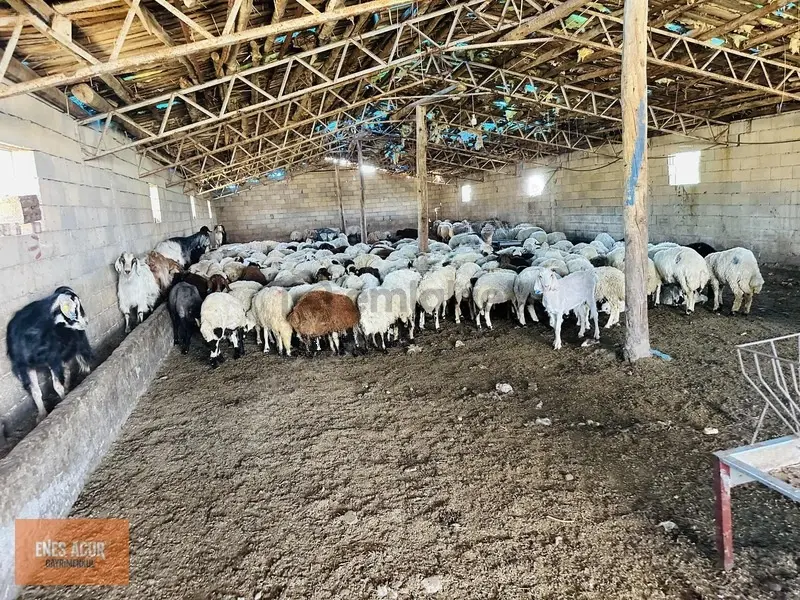 Enes Acur'dan Ilgın Mahmuthisar'da 27.050 M2 Müstakil Ev Tarla - 33