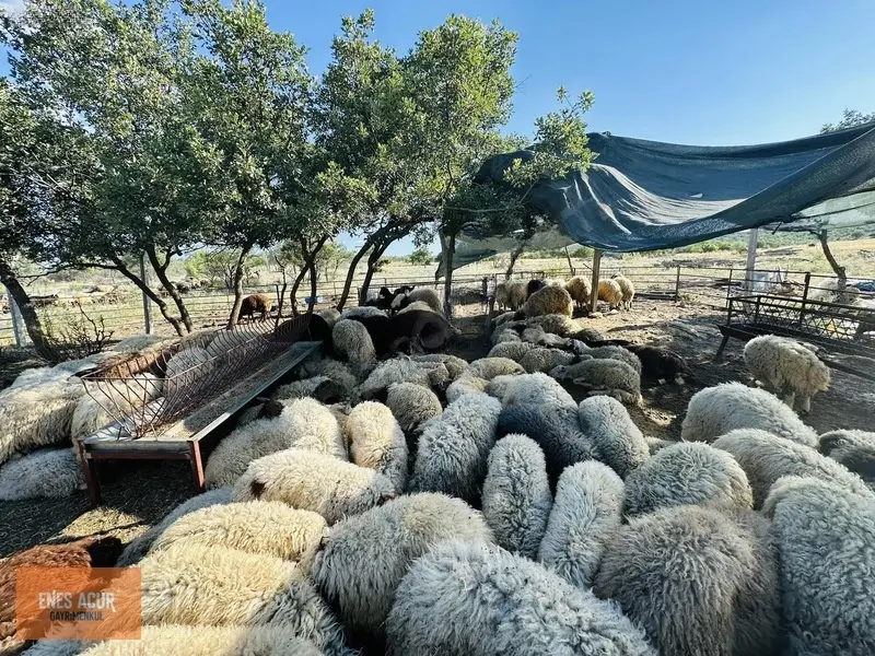 Enes Acur'dan Ilgın Mahmuthisar'da 27.050 M2 Müstakil Ev Tarla - 34