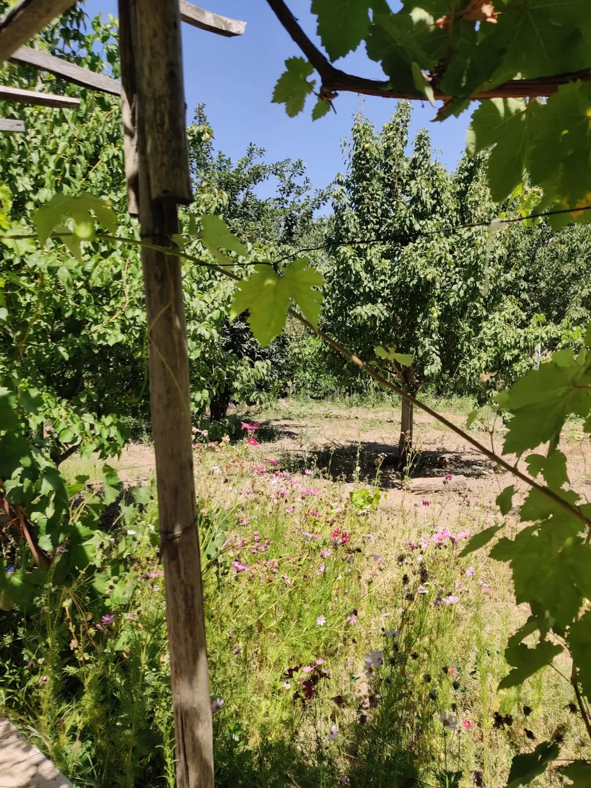 Hatunsarayda Satılık 2367m Bağ Bahçe - 5