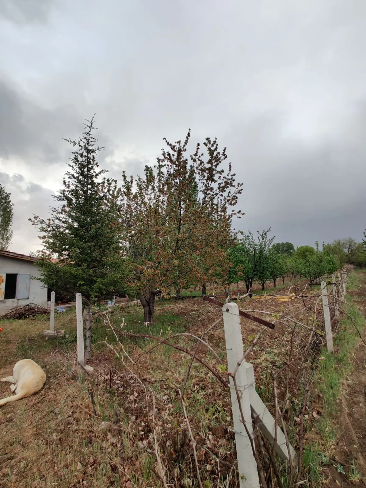 Hatunsarayda Satılık 2367m Bağ Bahçe - 20