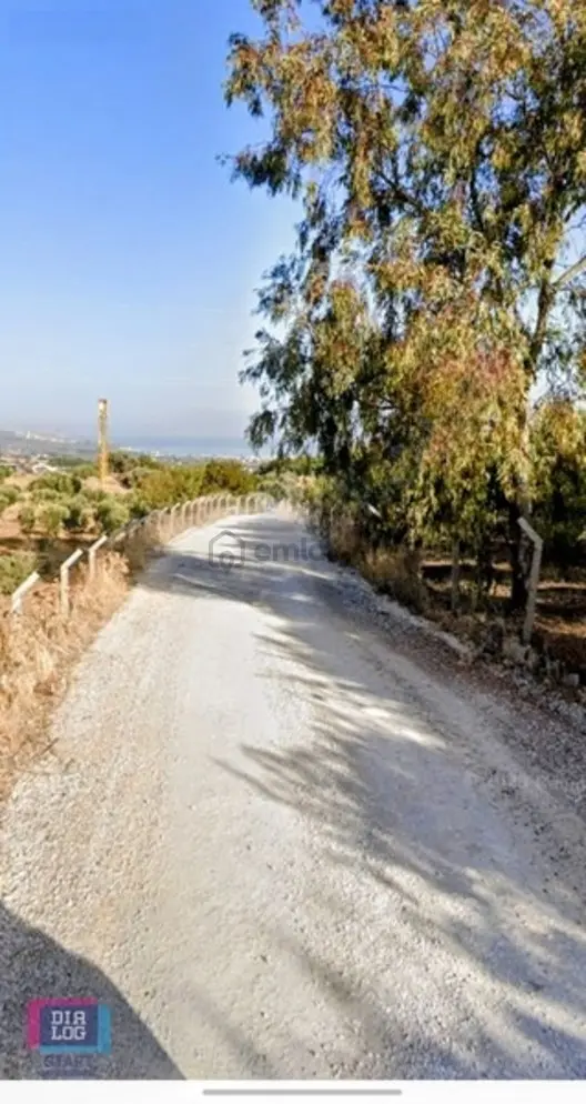 Foça Kozbeylide (zeytinlik Tarla) - 10
