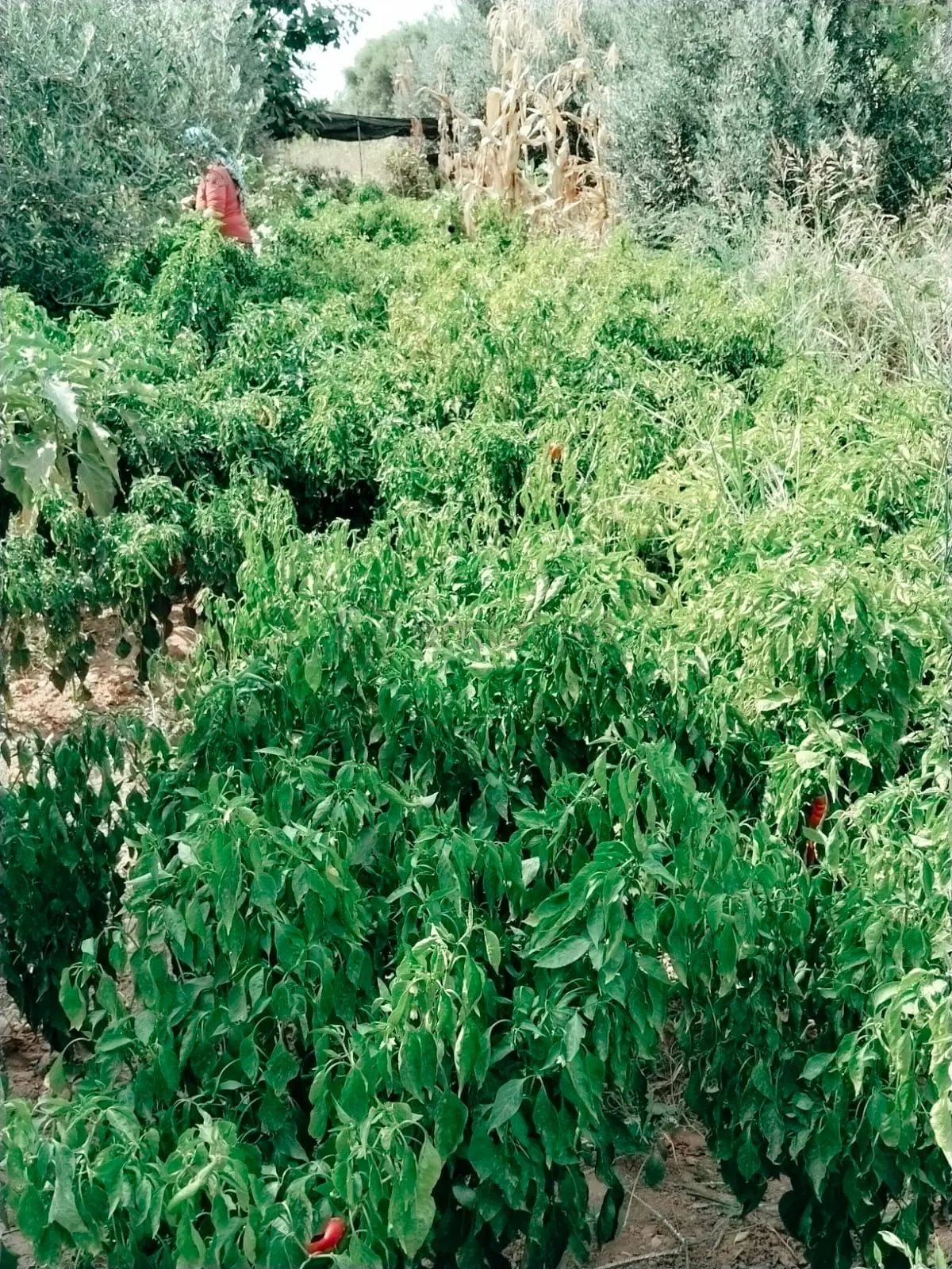 Sahibinden Satılık Yaşam Alani - 26