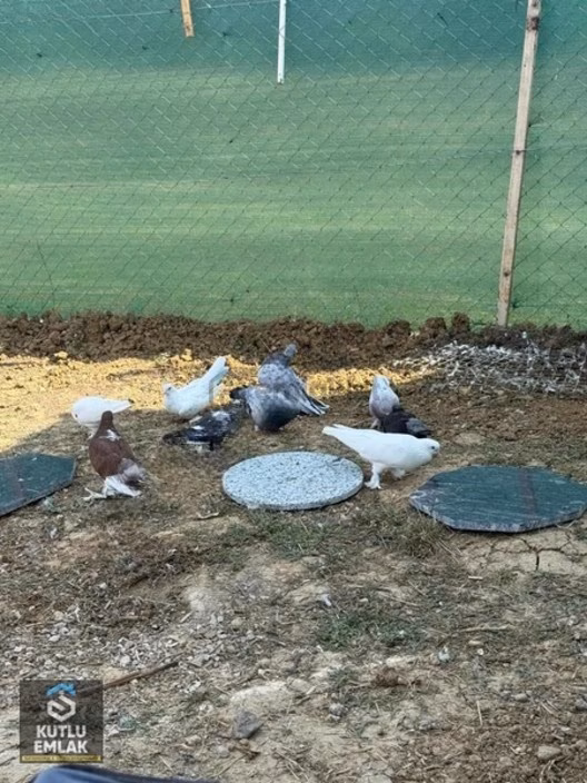 Gölköy Köyü Satılık 239 M2 Tarla - 28