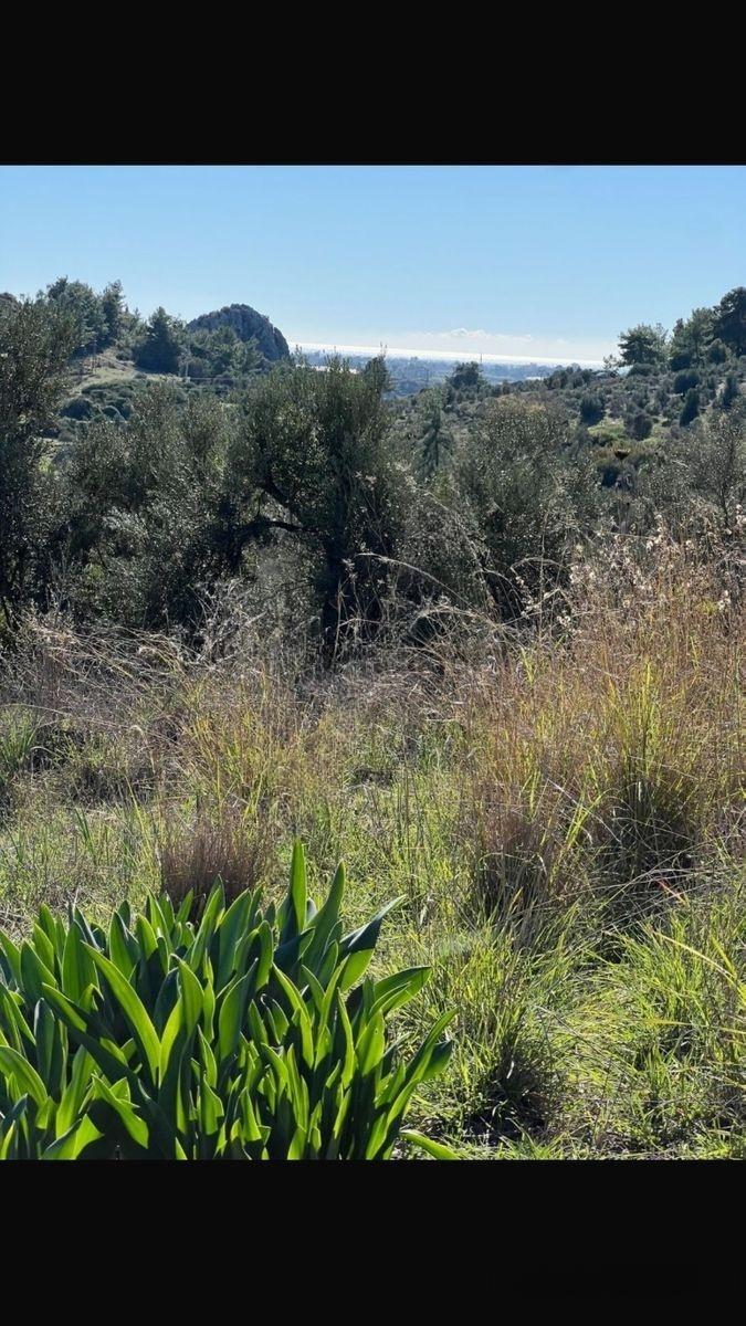 Manavgat Gündoğduda Deniz Manzaralı 1950m2 Tarla - 6