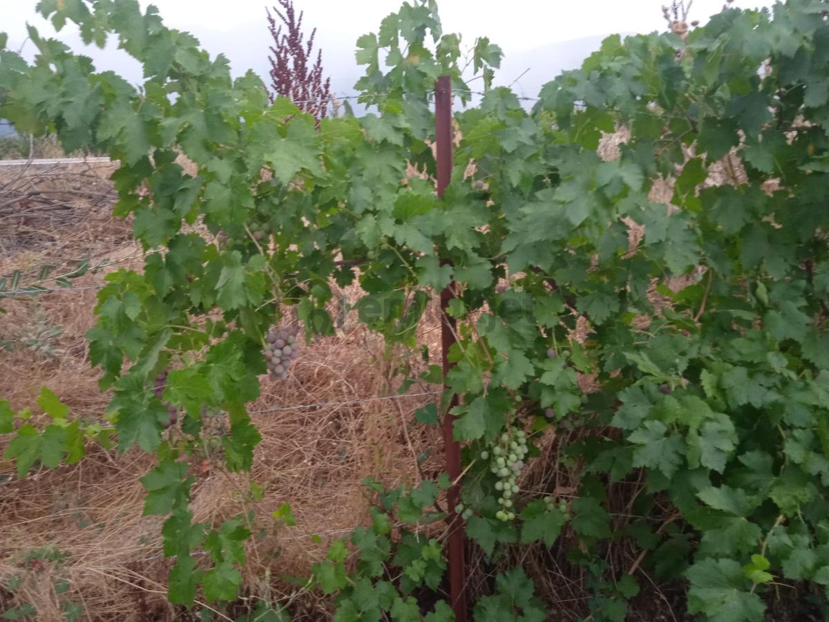 Satılık Tarla Bahçe Ev Ağaçlar - 19
