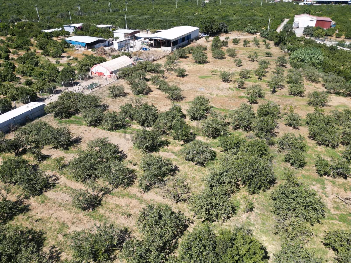 Gümüldür'de Denize 800mt Konsept' Mandalina Bahçeleri - 4