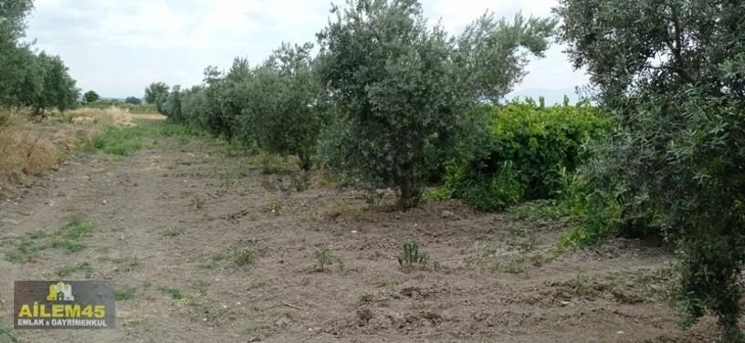 Mütevelli Mah Satılık Üzüm Bagi - 26