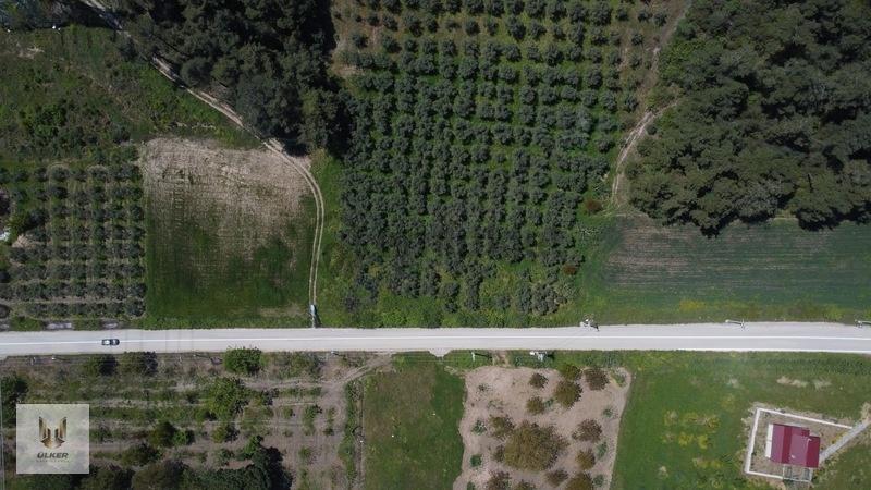 Ülker'den Dereköy De 4.592m2 Tek Tapu Zeytinlik - 8
