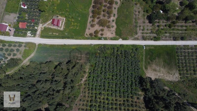Ülker'den Dereköy De 4.592m2 Tek Tapu Zeytinlik - 6