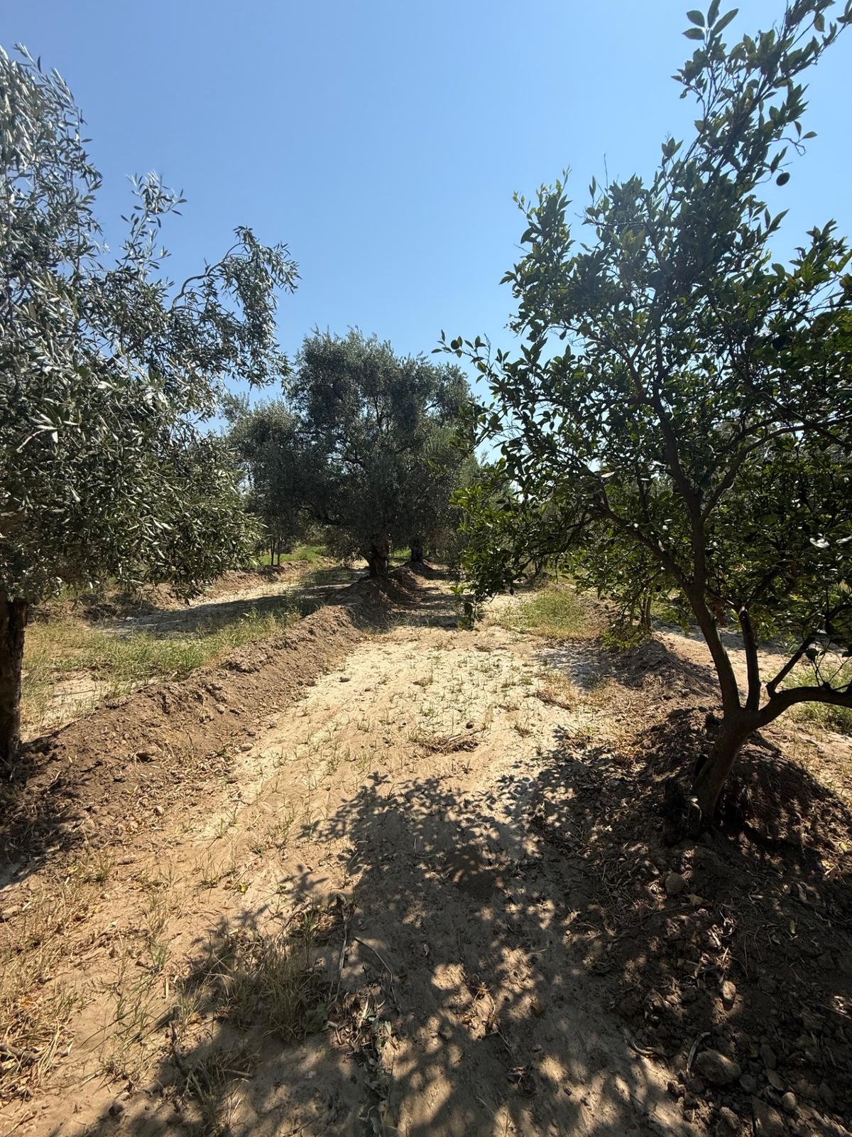 Uygun Fiyat Zeytinlik - 5