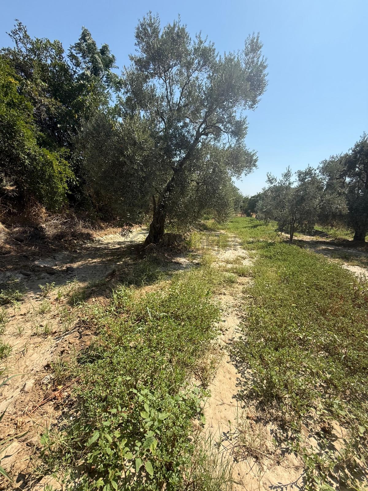Uygun Fiyat Zeytinlik - 12