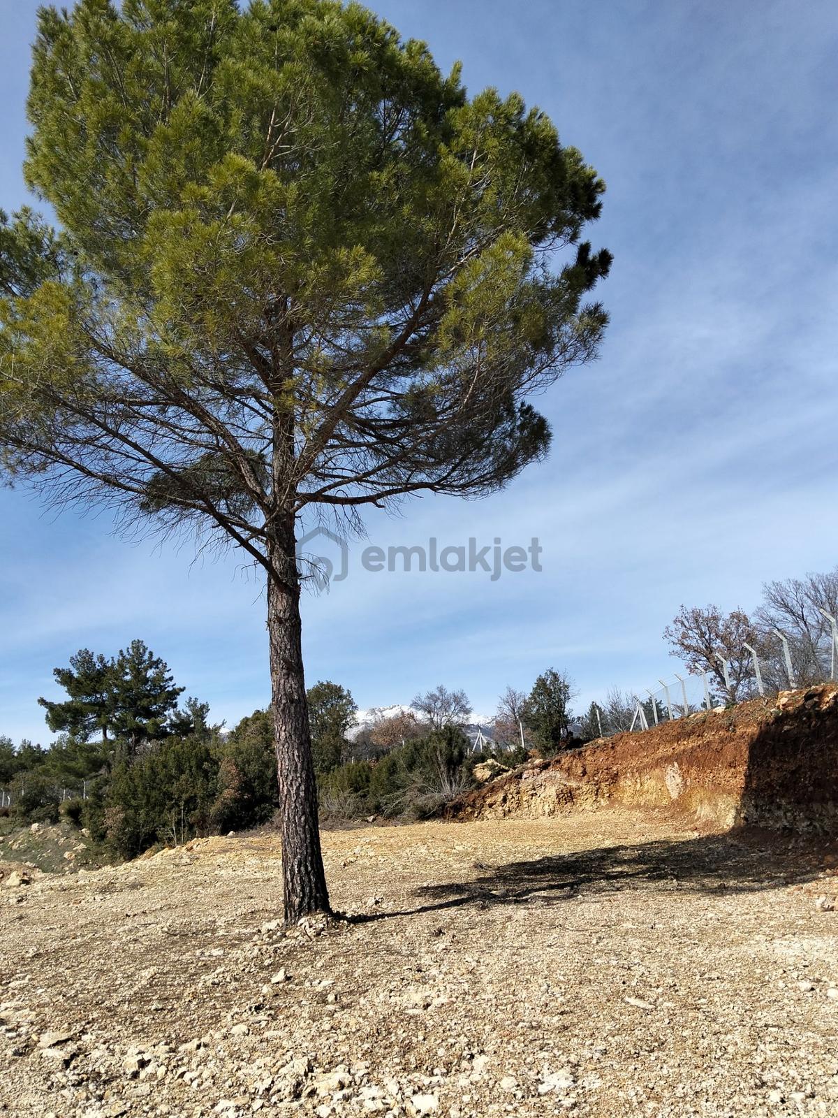 Sahibinden 2 Adet Bahçe Acil Satılık - 3