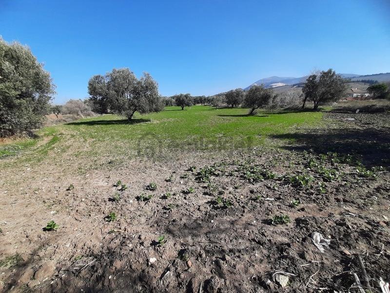 İmarlı 4800 M2 Çiftlik Arazisi - 15