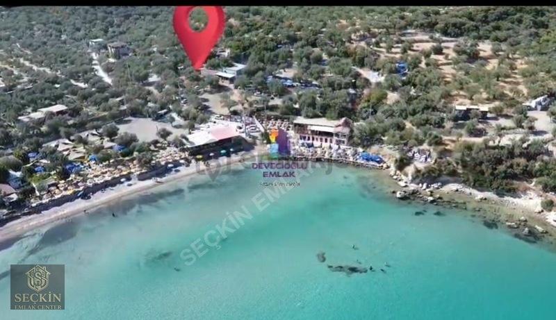 Denize Sıfır Satılık Zeytinlik - 5