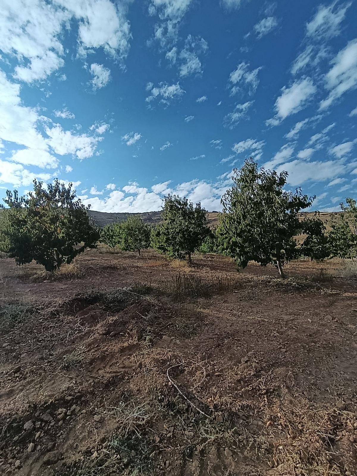 Burç'ta Yerleşime Yakın Kurulu Bahçe - 27