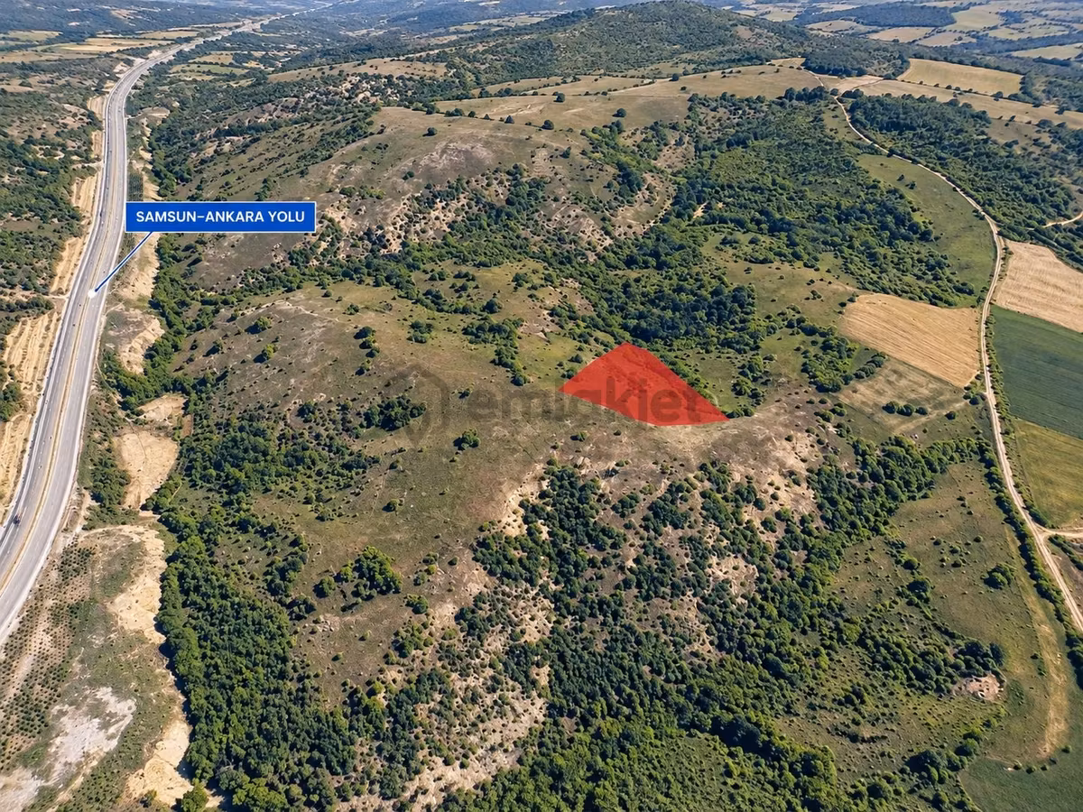 13431 M2/tek Tapu/samsun Kavak/satılık Tarla/ - 4