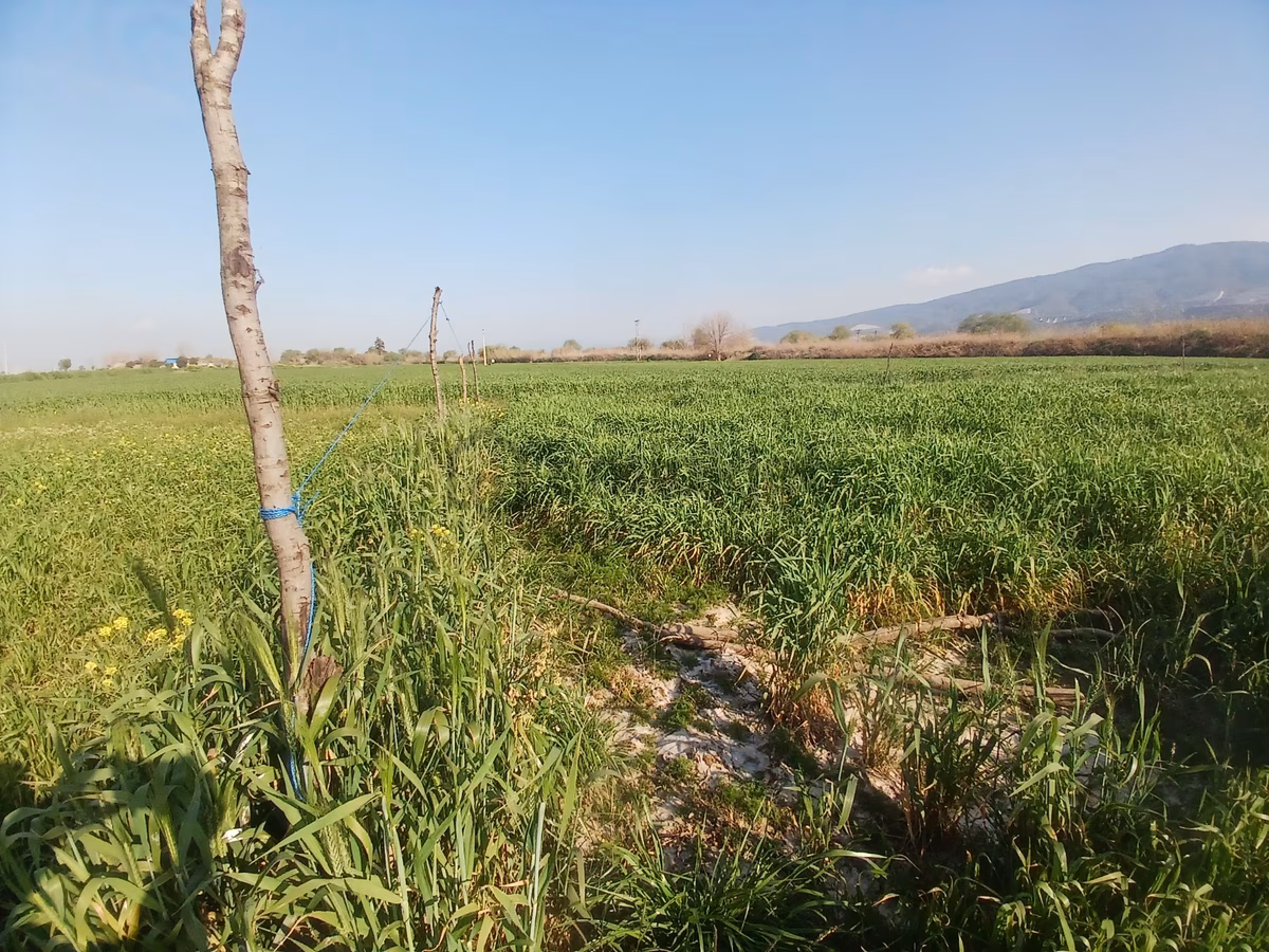 Era'dan Aydın Umurlu Armutlu Yolunda Satılık Tarla - 3