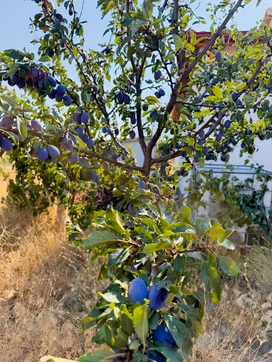 Nevşehir Avanos Bozcada Satılık Evli Bağ - 7