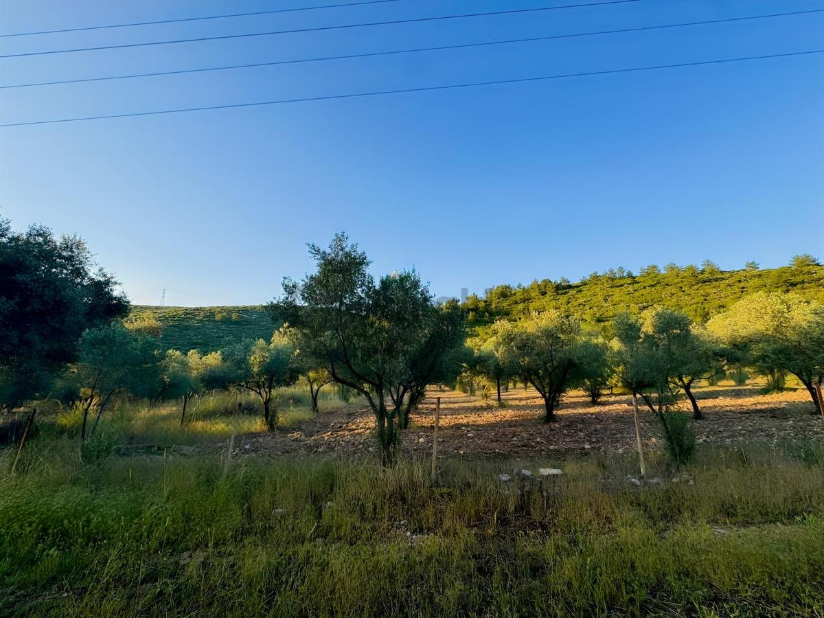Urla Nohutalan'da Yol Cepheli Satılık Tarla - 12