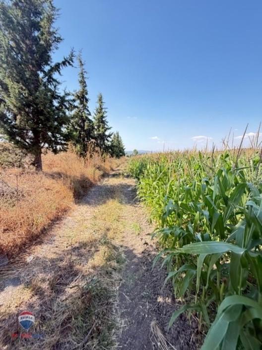 13 Manisa Kırkağaçta 3.600 M² Satılık Tarla - 5