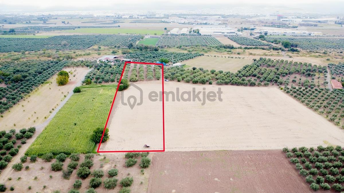 Akhisar Bekirler Mah.9490 M2 Satılık Tarla