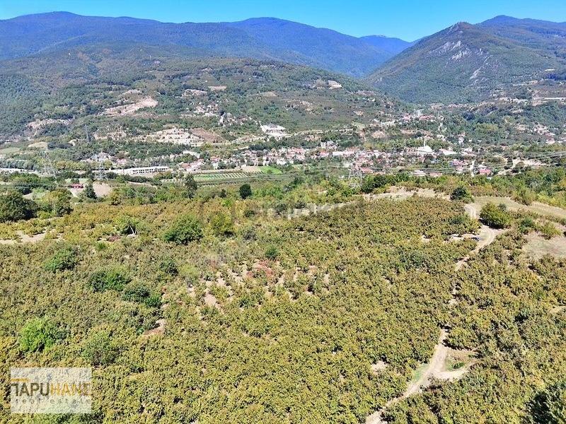 Tapuhane'den Akyazıda 3.445m2 Satılık Fındıklık - 7