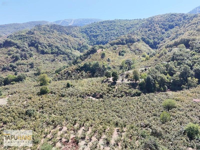 Tapuhane'den Akyazıda 3.445m2 Satılık Fındıklık - 11