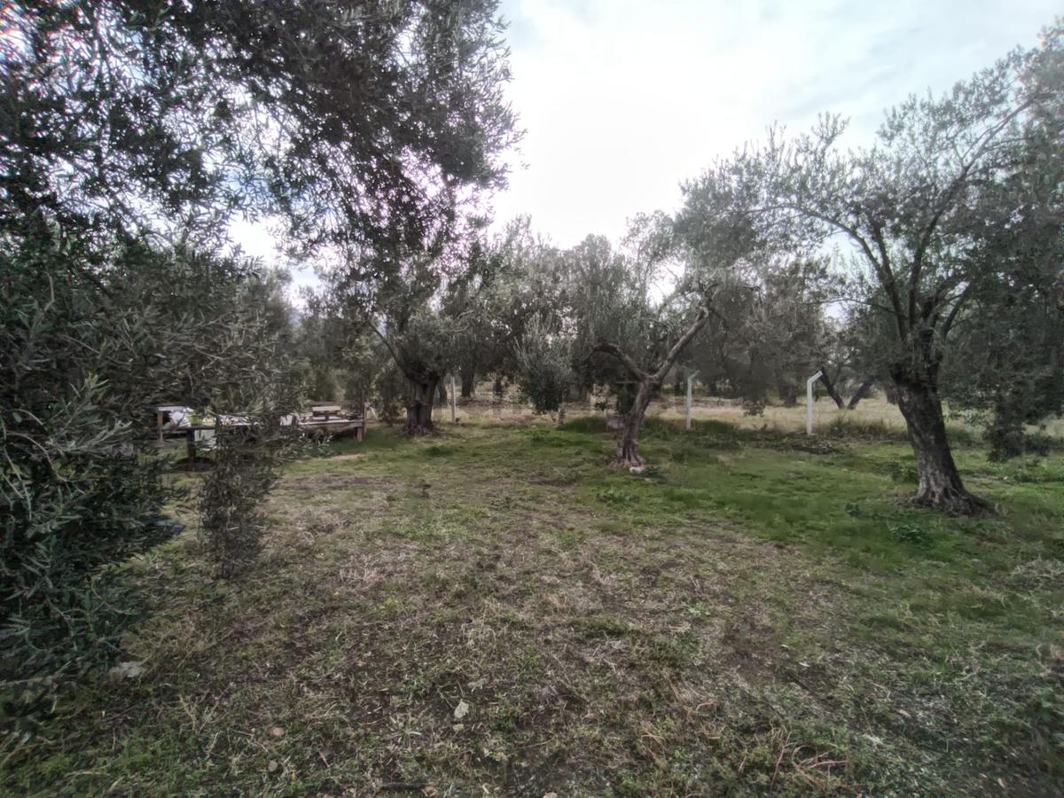 Havran Mescit Merkeze Çok Yakın 1092 M2 - 32