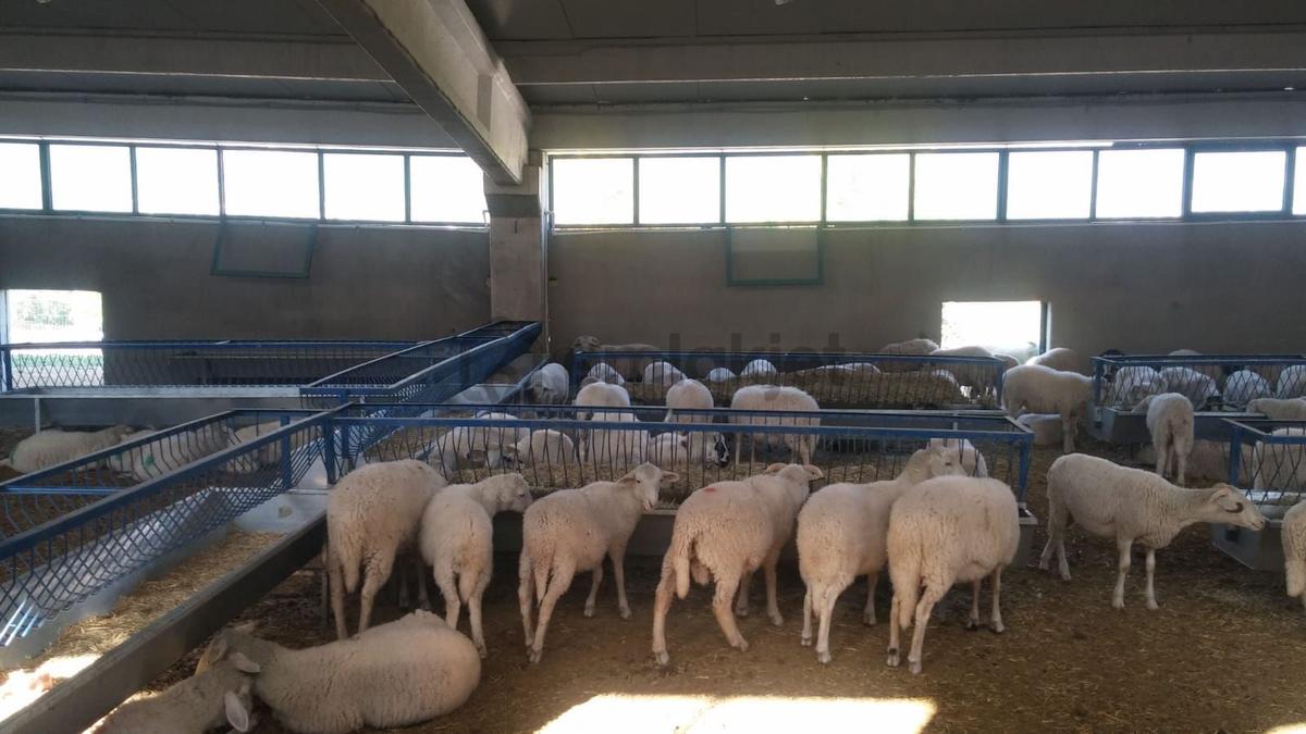 Ruhsatlı Ve Yapı Kullanım İzinli 1.500m² Hayvancılık Tesisi - 20