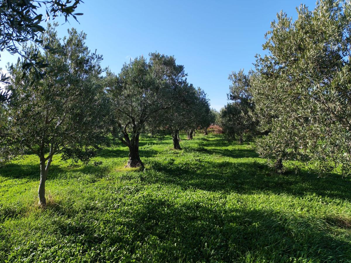 Sahibinden Deniz Manzaralı Zeytinlik - 3