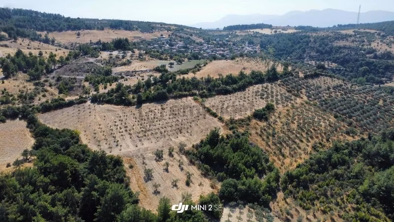 Ularca Köyüne 300m 21 Dönüm Zeytinlik - 9