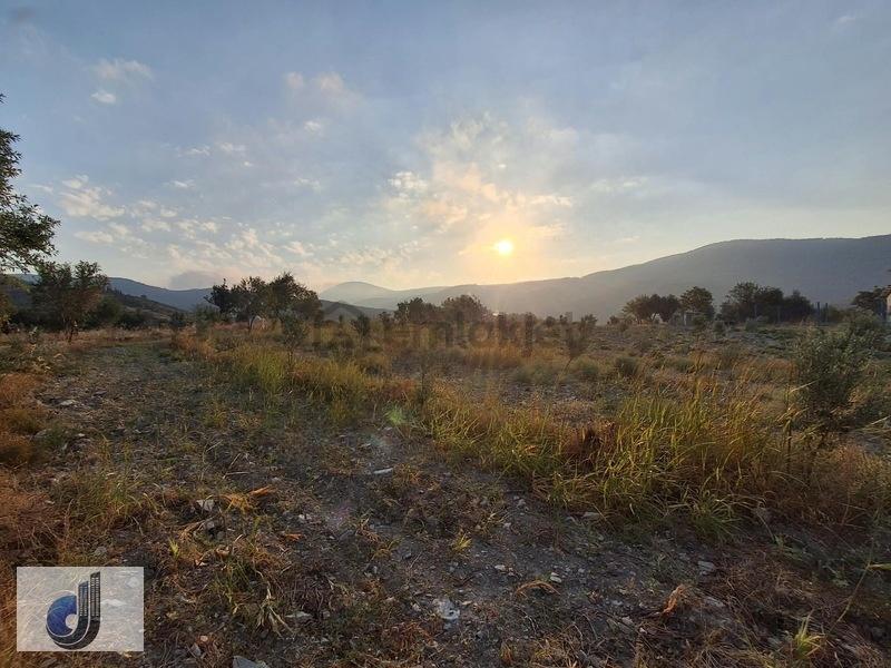 Evciler Mahallesinde Satılık Zeytinlik - 7