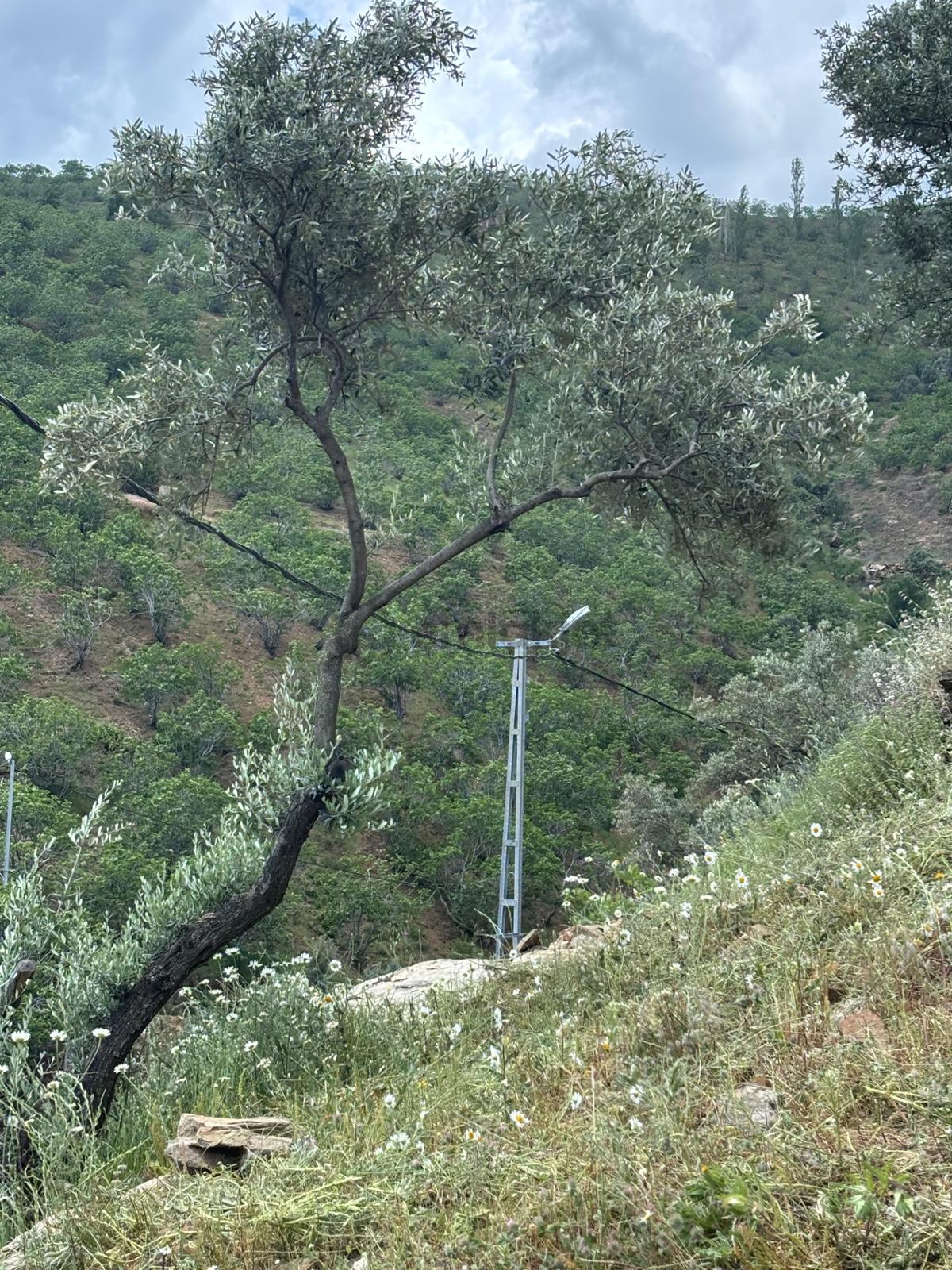 Sahibinden Bağcıllı'da 2010 M² Doğa Manzaralı Bahçe - 13