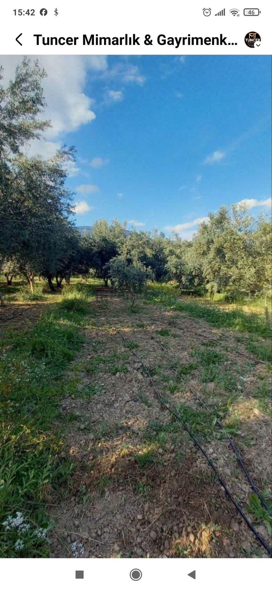 Gençali Köyünde Satılık Zeytin Bahçesi - 6