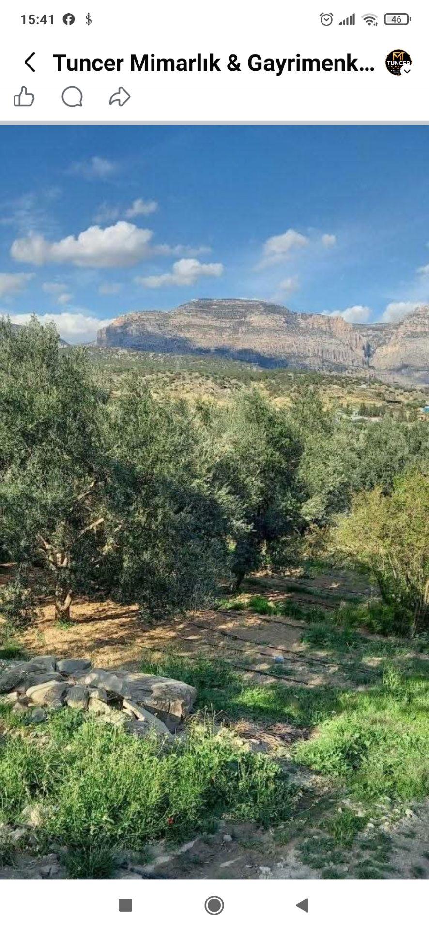 Gençali Köyünde Satılık Zeytin Bahçesi - 8